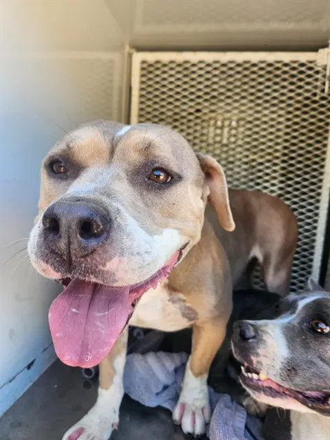 Blue Berry - Pit Bull Terrier