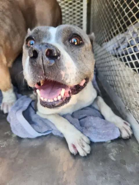 Raspberry - Pit Bull Terrier