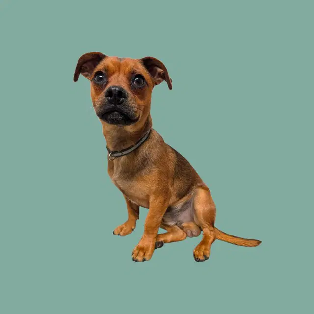 Barnacle - Chihuahua