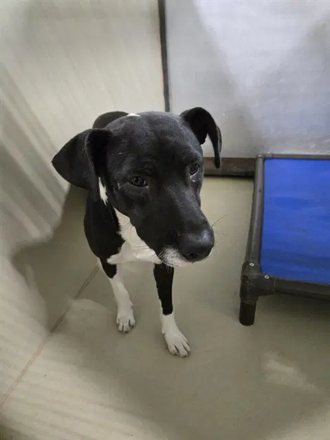 Meglow - Pit Bull Terrier