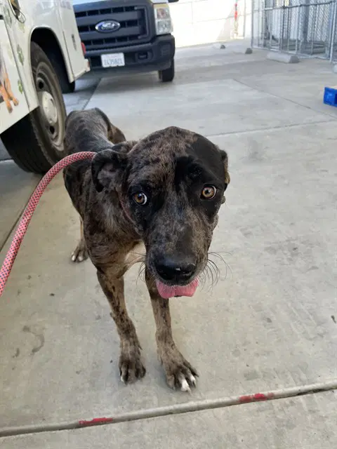 Rose - Great Dane