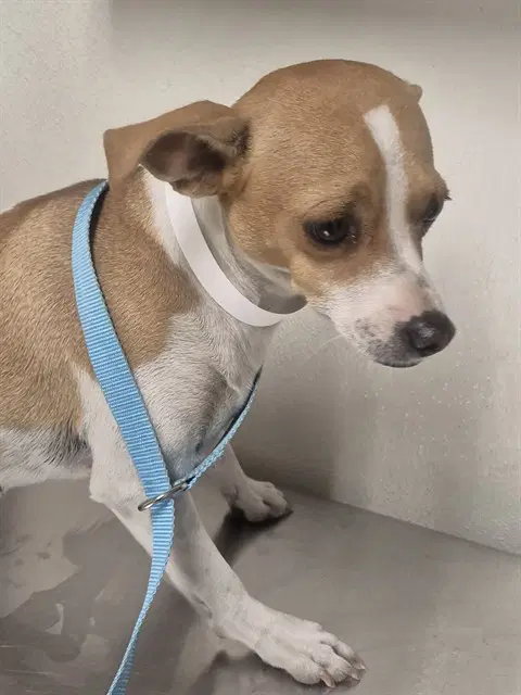 Unknown - Chihuahua