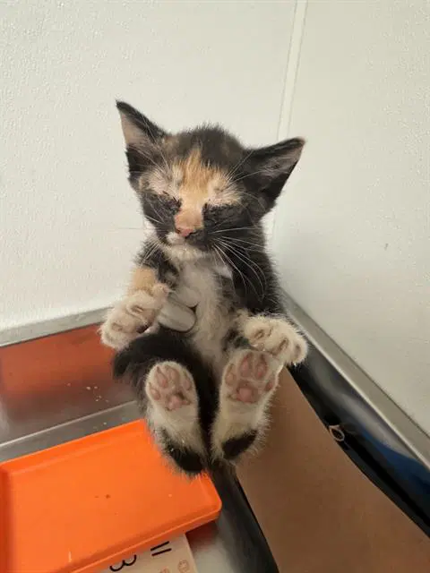 Biscuit - Domestic Short Hair