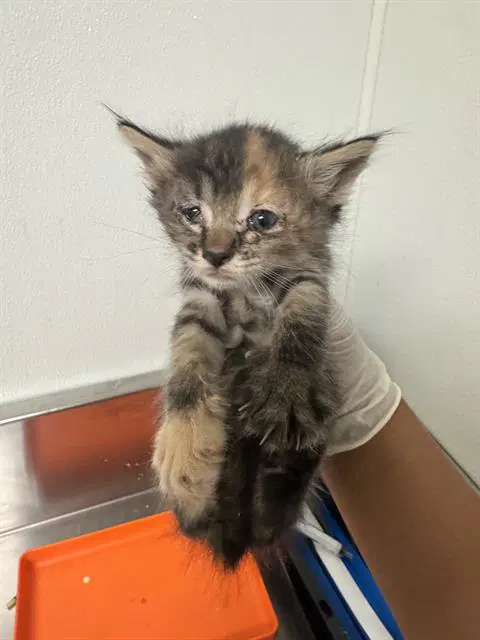 Cookie - Domestic Short Hair