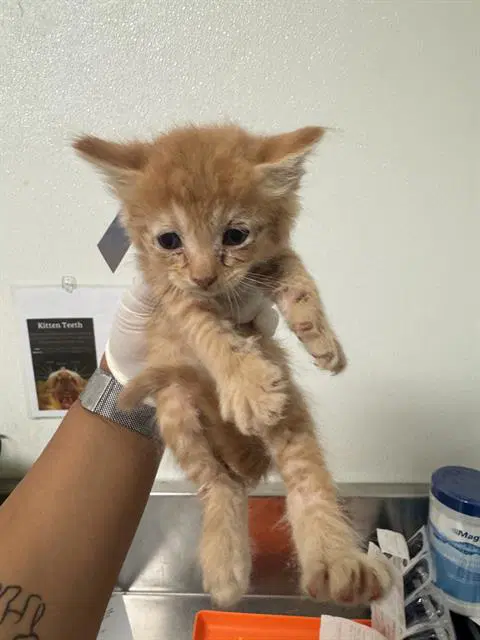 Peekuhboo - Domestic Short Hair