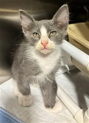 Angel - Domestic Short Hair