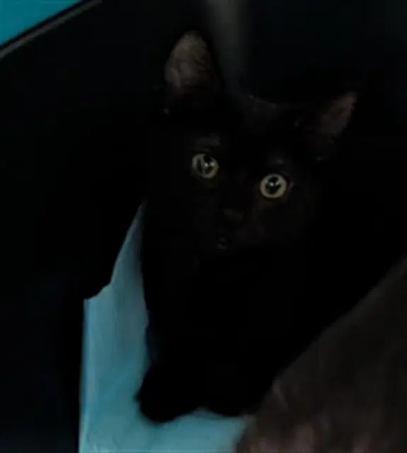 Unknown - Domestic Short Hair