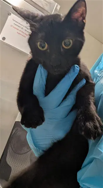 Unknown - Domestic Short Hair