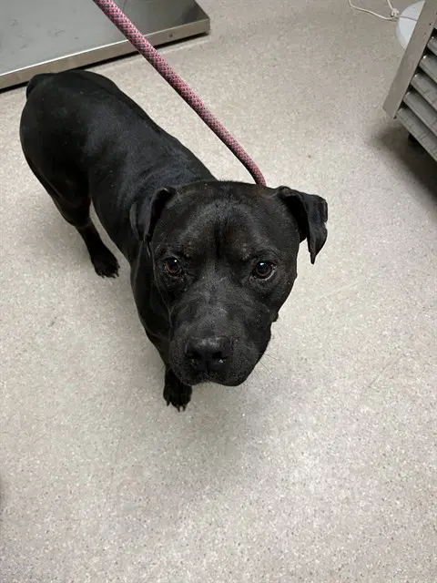 Dustin - Pit Bull Terrier