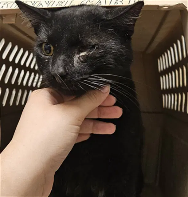 Orbit - Domestic Short Hair