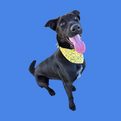 Discordranger - Border Collie