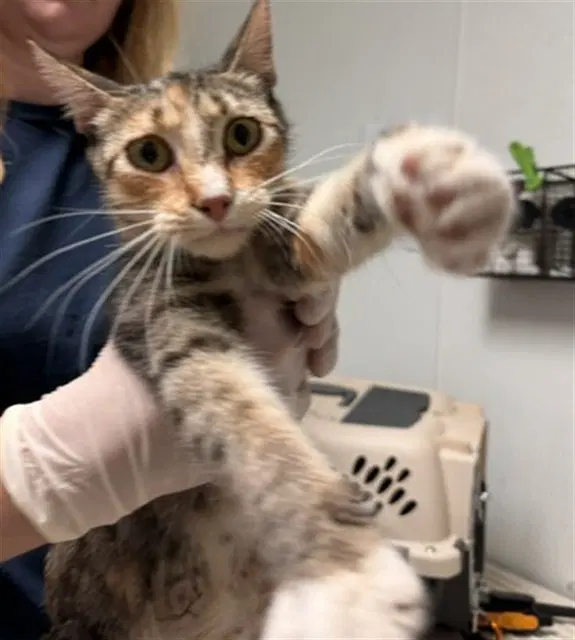 Cheetah Girl - Domestic Short Hair