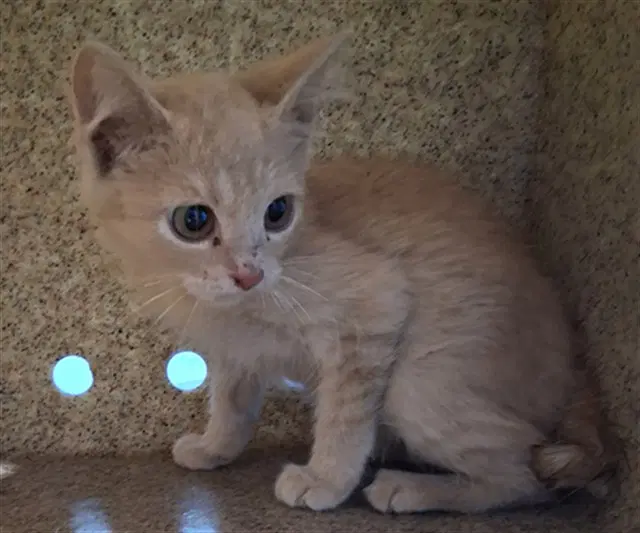 Pride - Domestic Short Hair