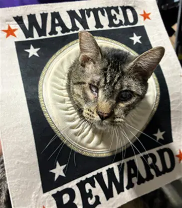 Tuddie - Domestic Short Hair