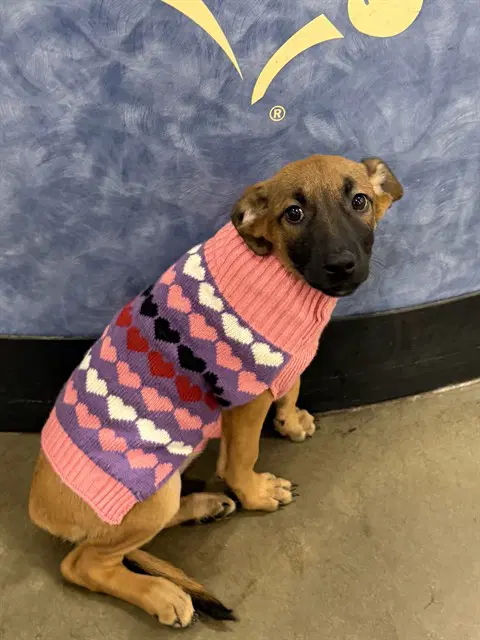 Ursa - Belgian Shepherd Malinois