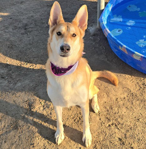 SUNNY, a dog for adoption from Kern Co Animal Control Dept - Bakersfield