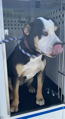 Luke - Pit Bull Terrier