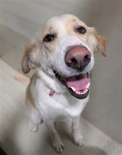 Goldie - Labrador Retriever