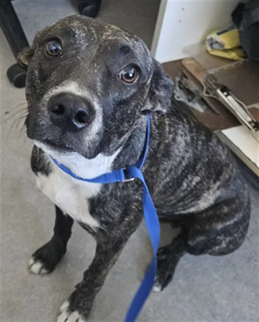 Shylo - Pit Bull Terrier