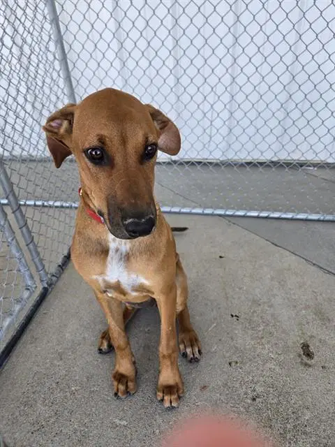 Daisy - Redbone Coonhound