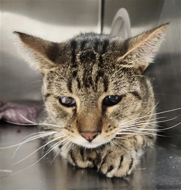 Tupper - Domestic Short Hair