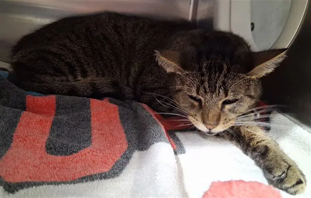 Tupper - Domestic Short Hair