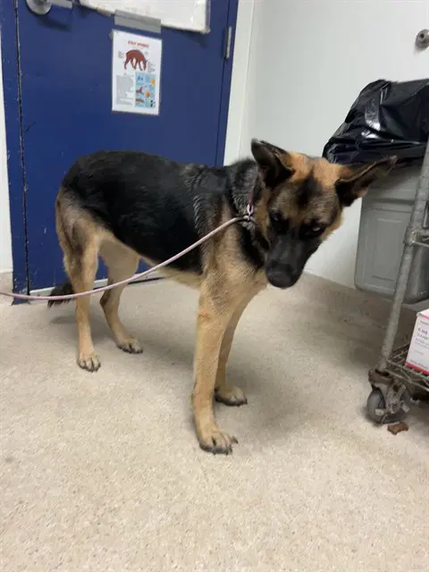 Rhylee - German Shepherd Dog