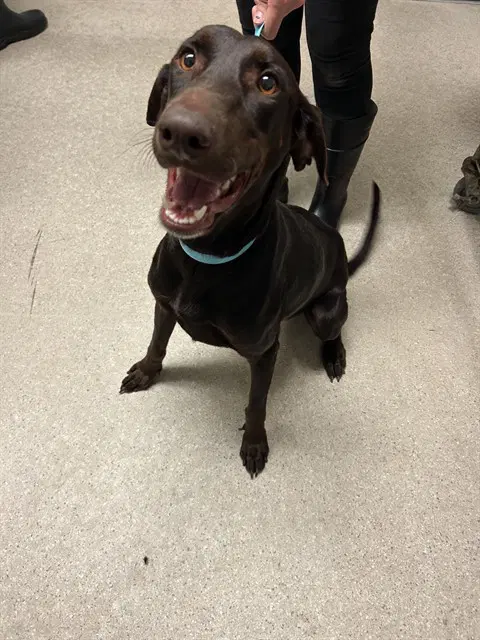 Rue - Doberman Pinscher