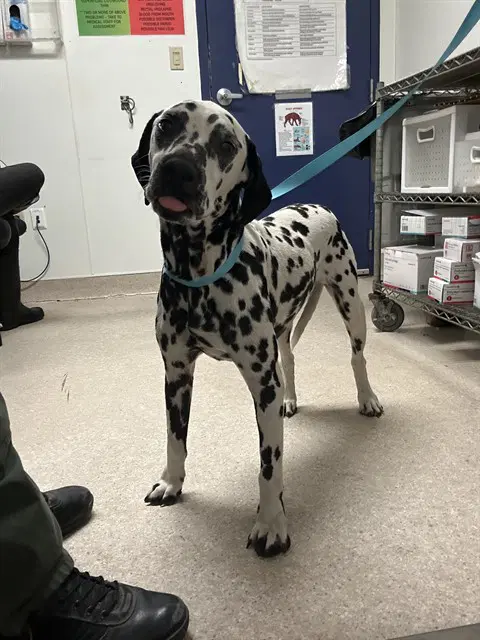 Bruno - Dalmatian