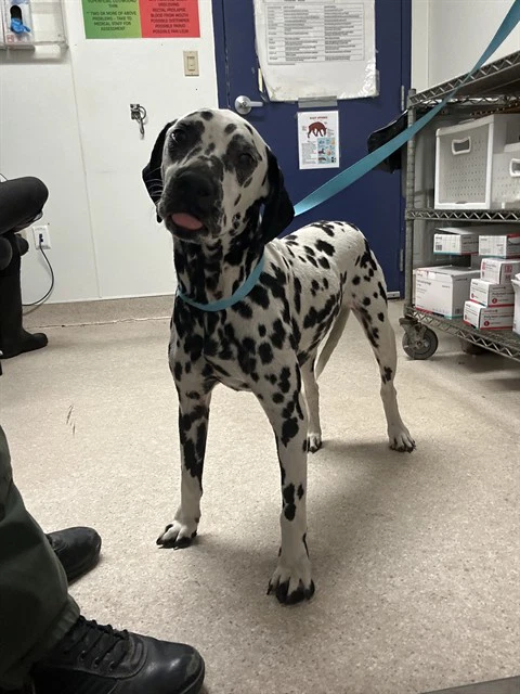 Bruno