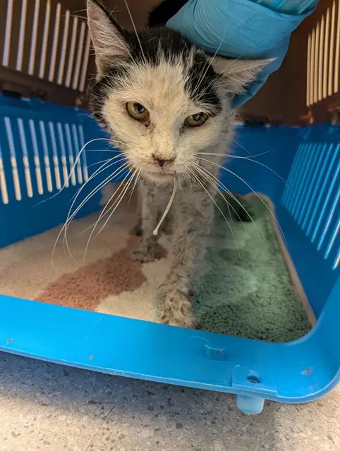 Bea - Domestic Short Hair