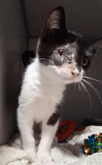 Coco - Domestic Short Hair
