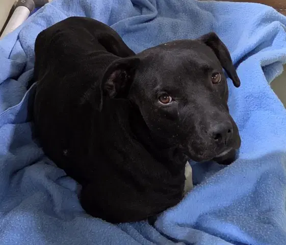 Wave - Pit Bull Terrier