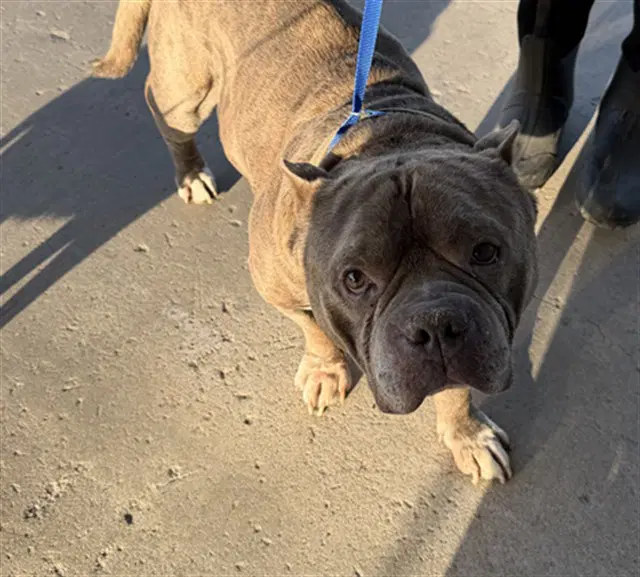 Harry - American Staffordshire Terrier