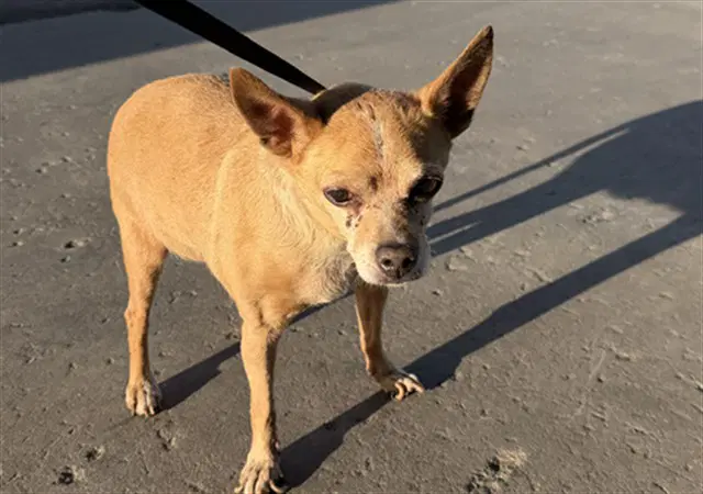 Gertrude - Chihuahua