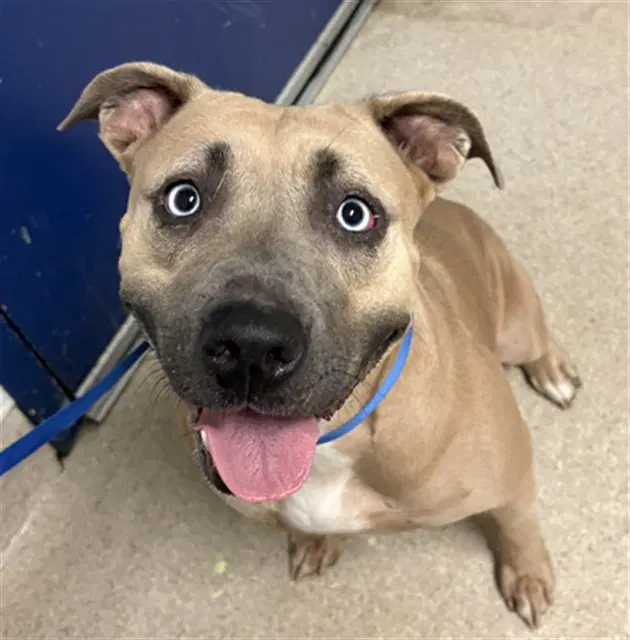 Tina - Pit Bull Terrier
