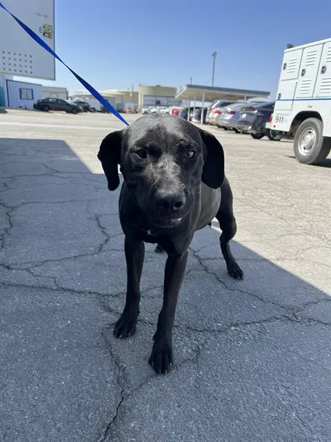 Kit-Kat - Labrador Retriever