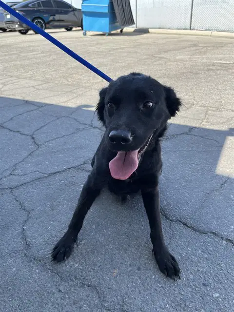 Twix - Labrador Retriever