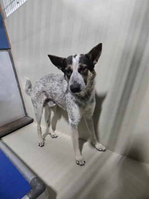 Reeses - Queensland Heeler