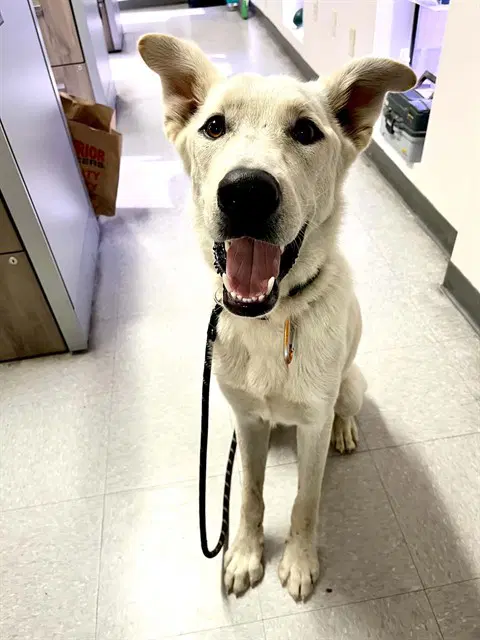 Kc - German Shepherd Dog