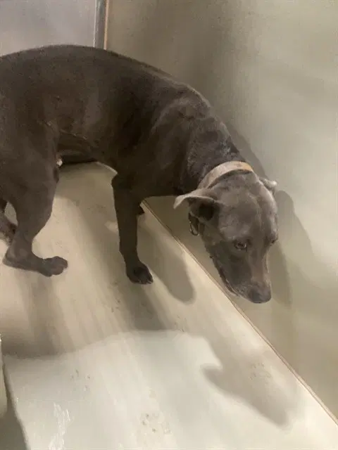Luke - Pit Bull Terrier