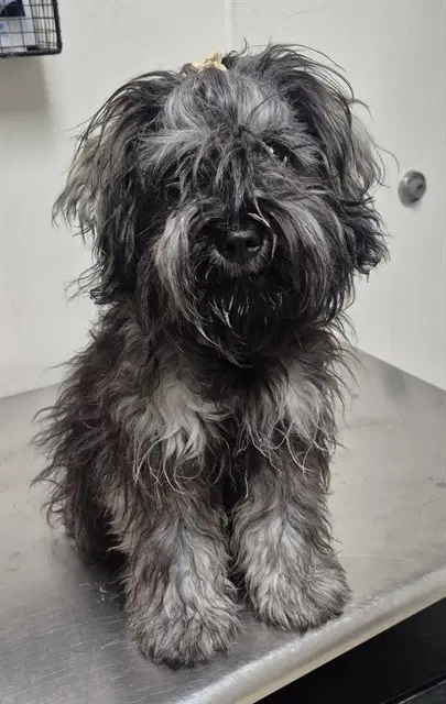 Dolly - Cairn Terrier