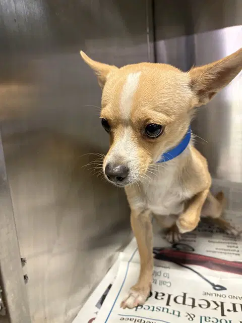 Lucas - Chihuahua