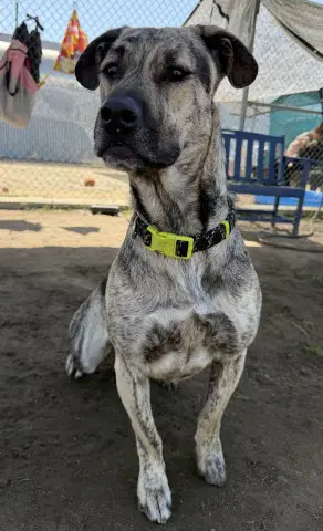Stitch - Pit Bull Terrier