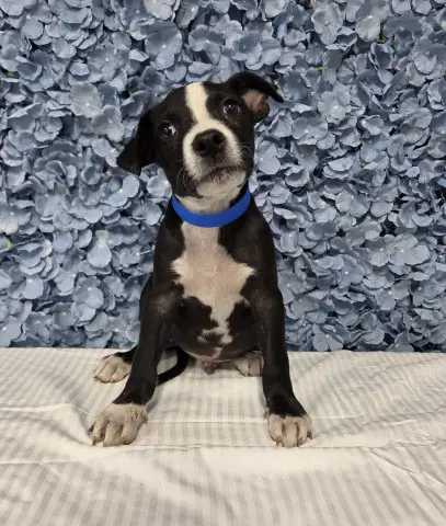 Peanut Butter - Pit Bull Terrier
