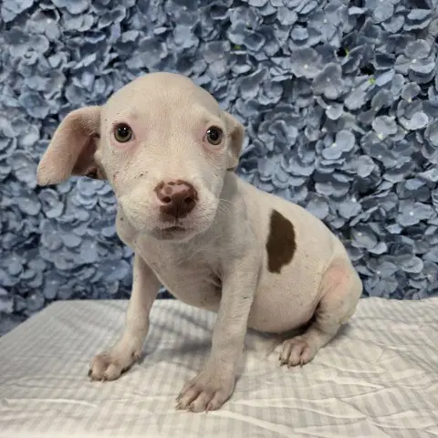 Shell - Pit Bull Terrier