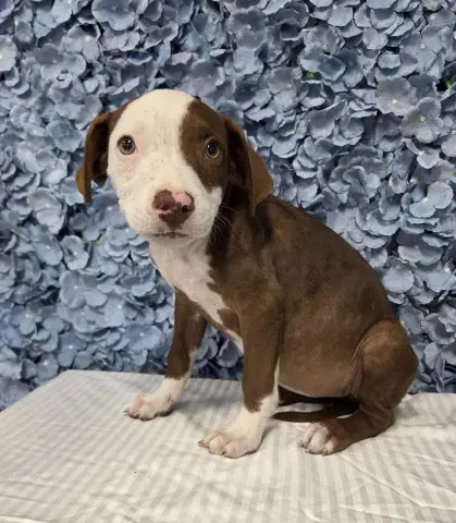 Elsa - Pit Bull Terrier