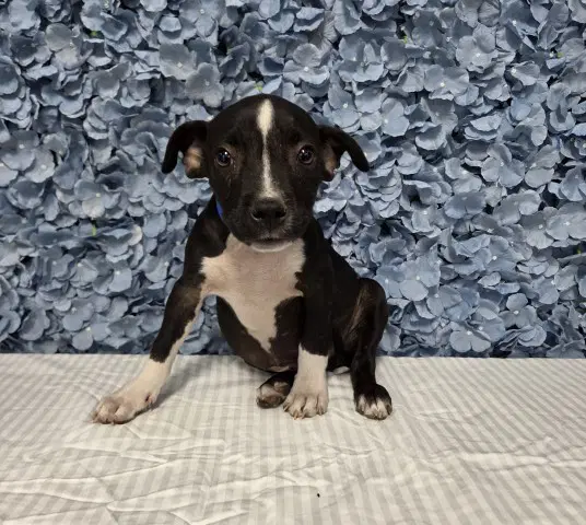 Jam - Pit Bull Terrier