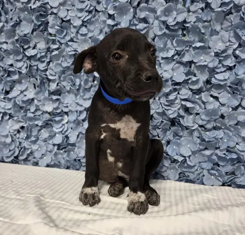 Chip - Pit Bull Terrier