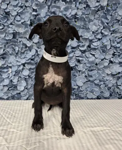Dalia - Pit Bull Terrier